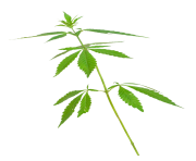 Cannabis leaves weed png